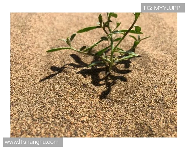 重庆极限运动队的成长历程与挑战探索之路的特别报道 重庆极限运动队的成长历程与挑战探索之路的特别报道