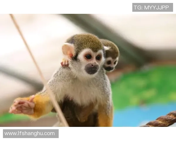 足球明星宠物大比拼谁才是养宠高手揭秘明星背后的萌宠生活 足球明星宠物大比拼谁才是养宠高手揭秘明星背后的萌宠生活